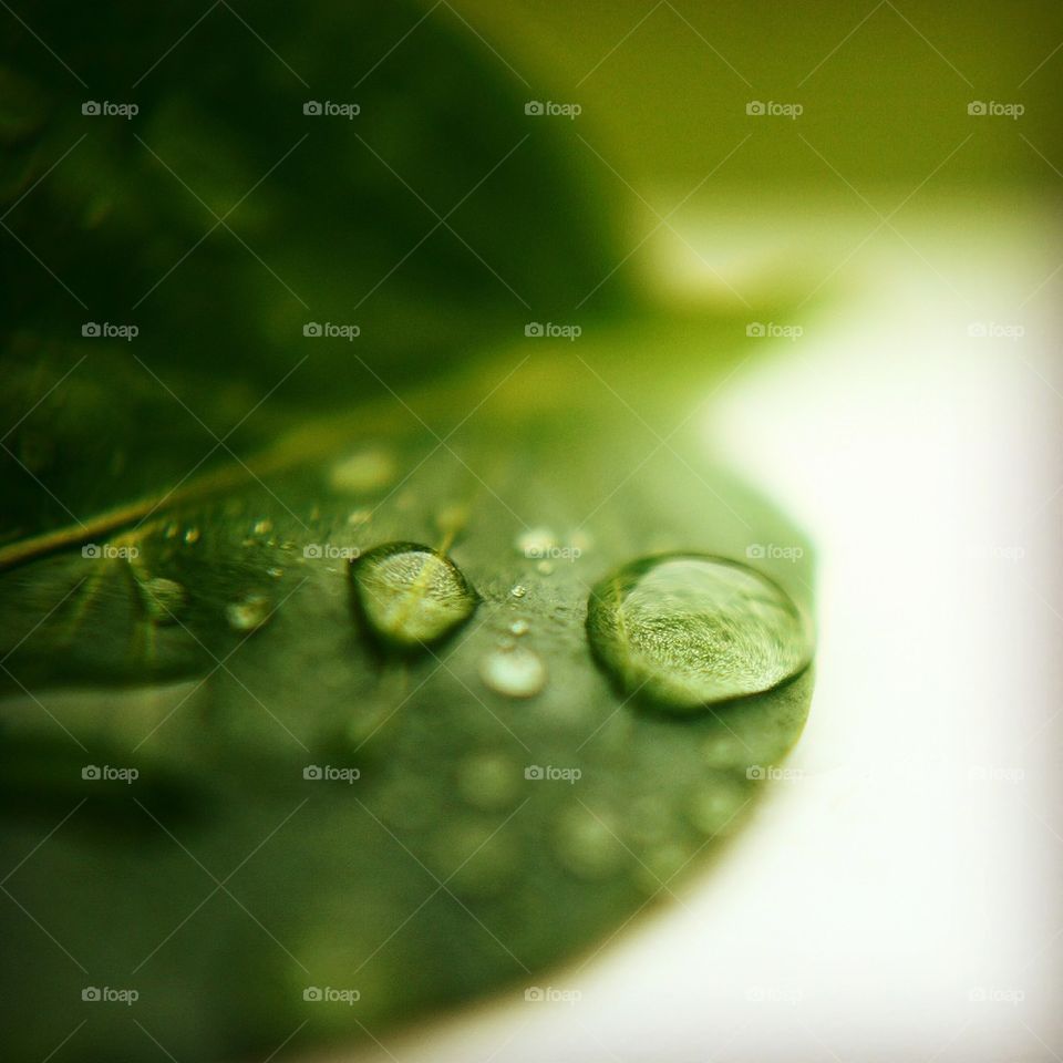 Close-up of water drops on leaf