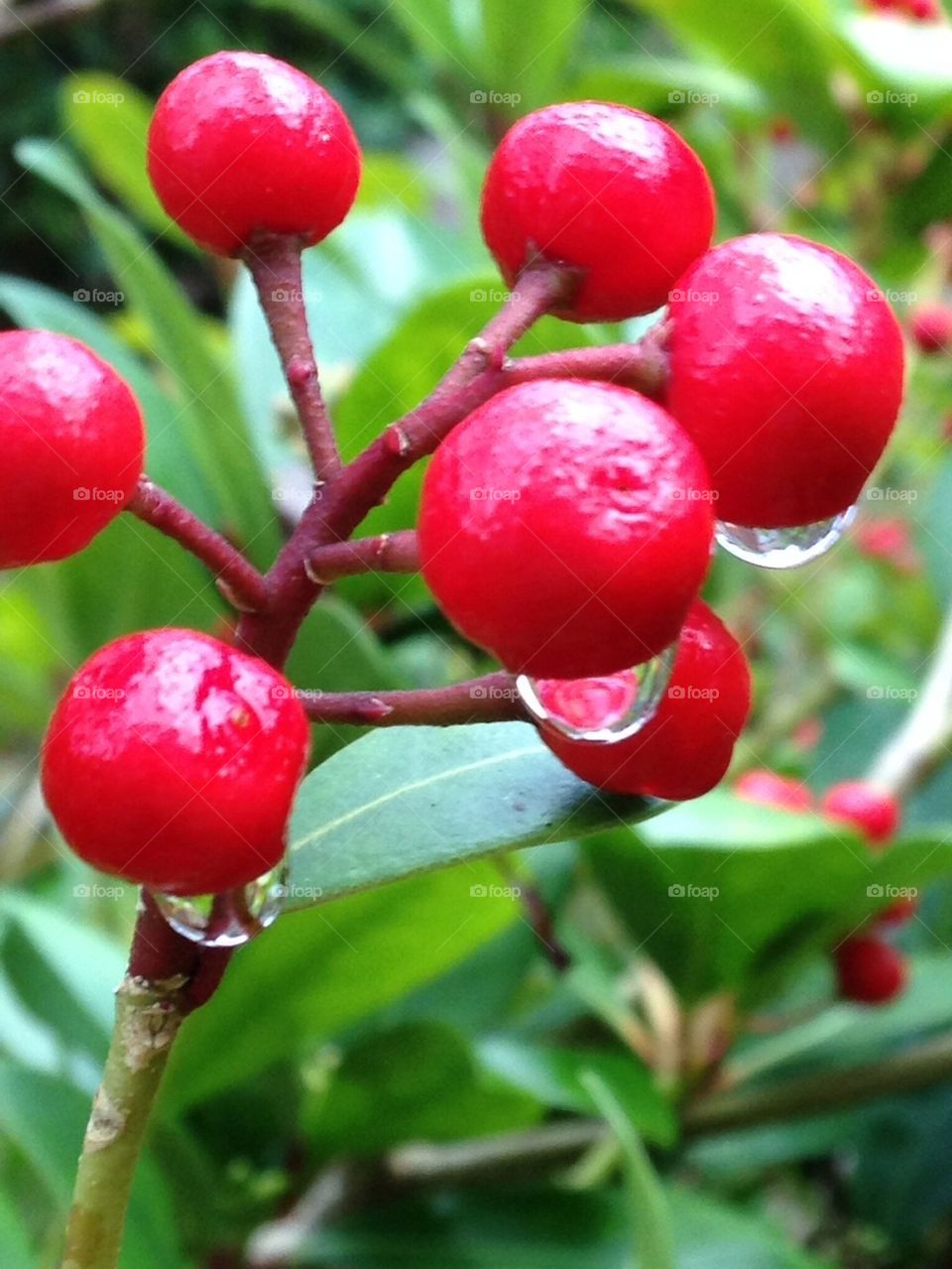 Red berries