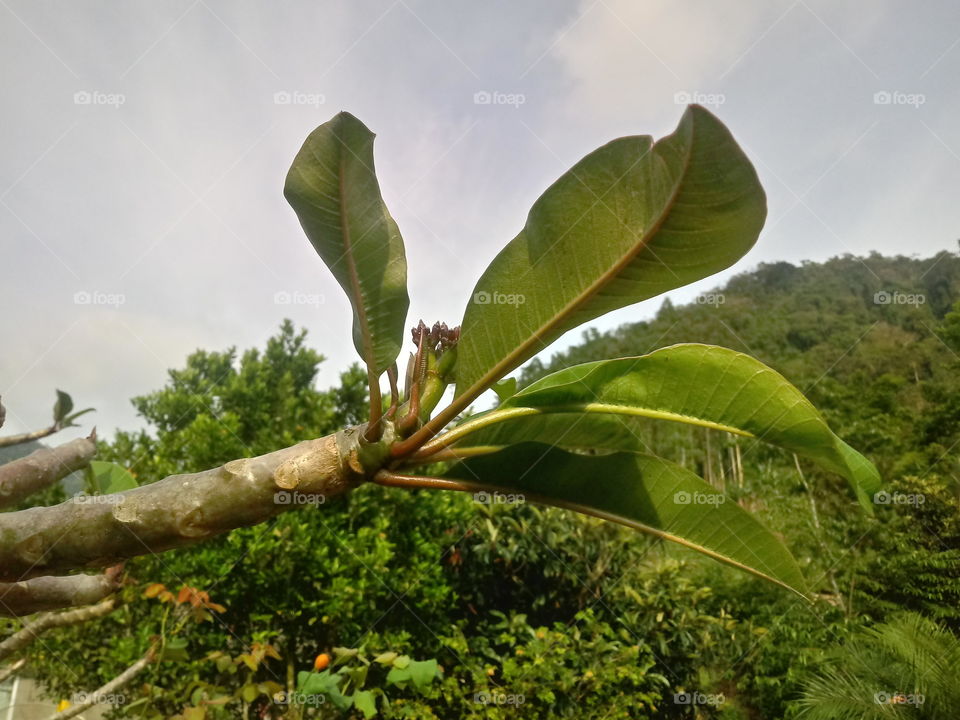 PLANT GARDEN FLOWERS BOTANICAL ENVIRONMENT