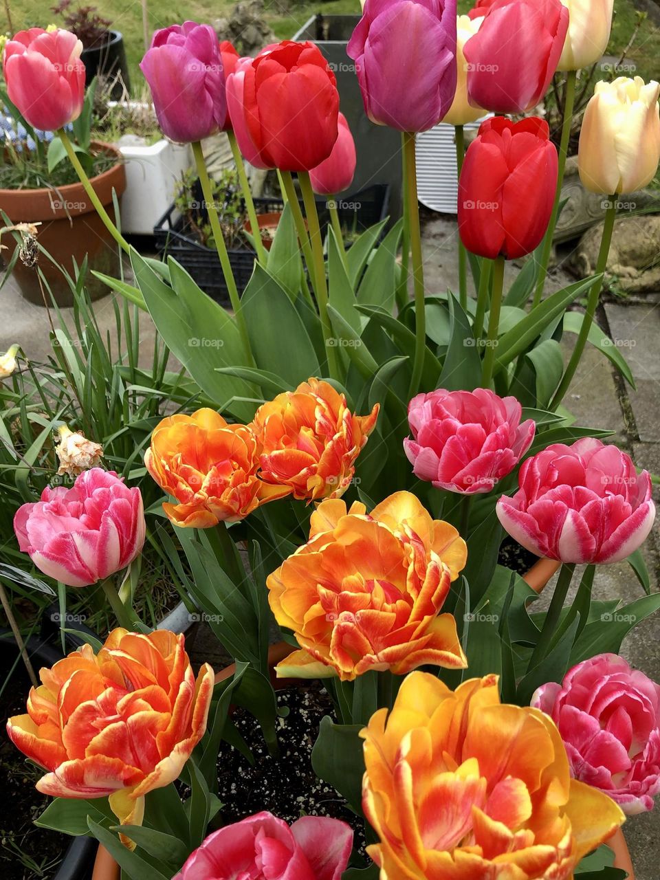 Spring tulips