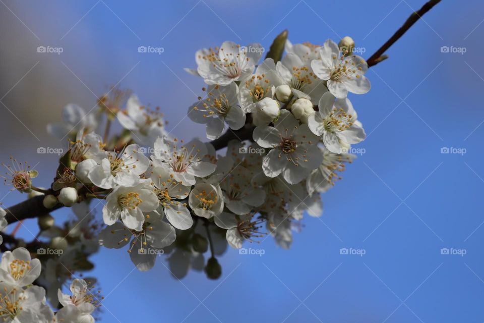 Cherry blossoms 