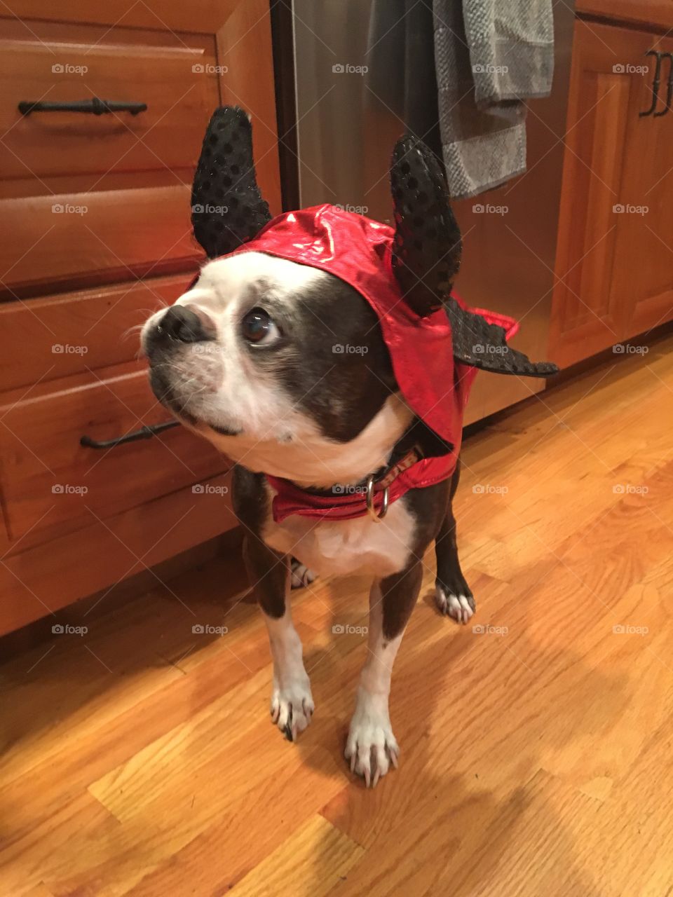 Devil Boston Terrier 