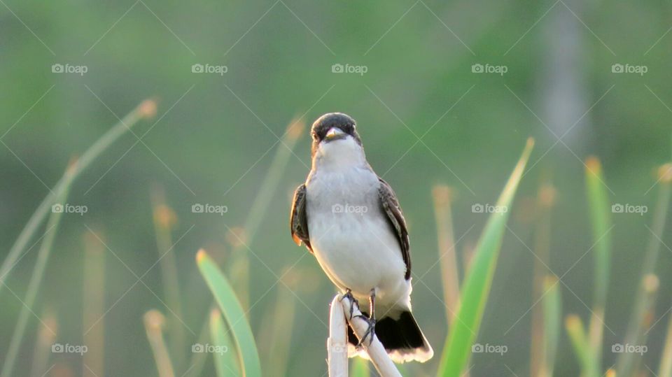 Marsh Bird on Cattails