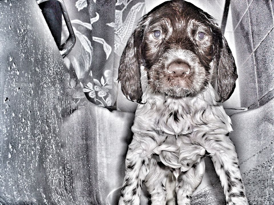 Bath time with willow, springer spaniel puppy . Cute puppy bath 