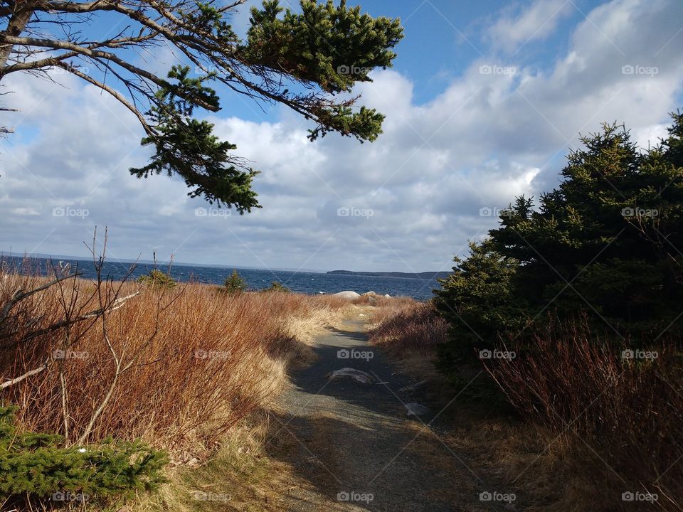 Ocean view with trees