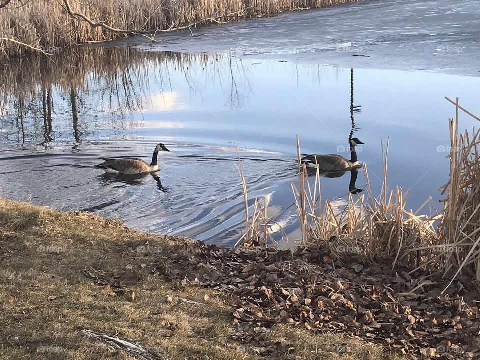 Two Geese swimming on the pond.