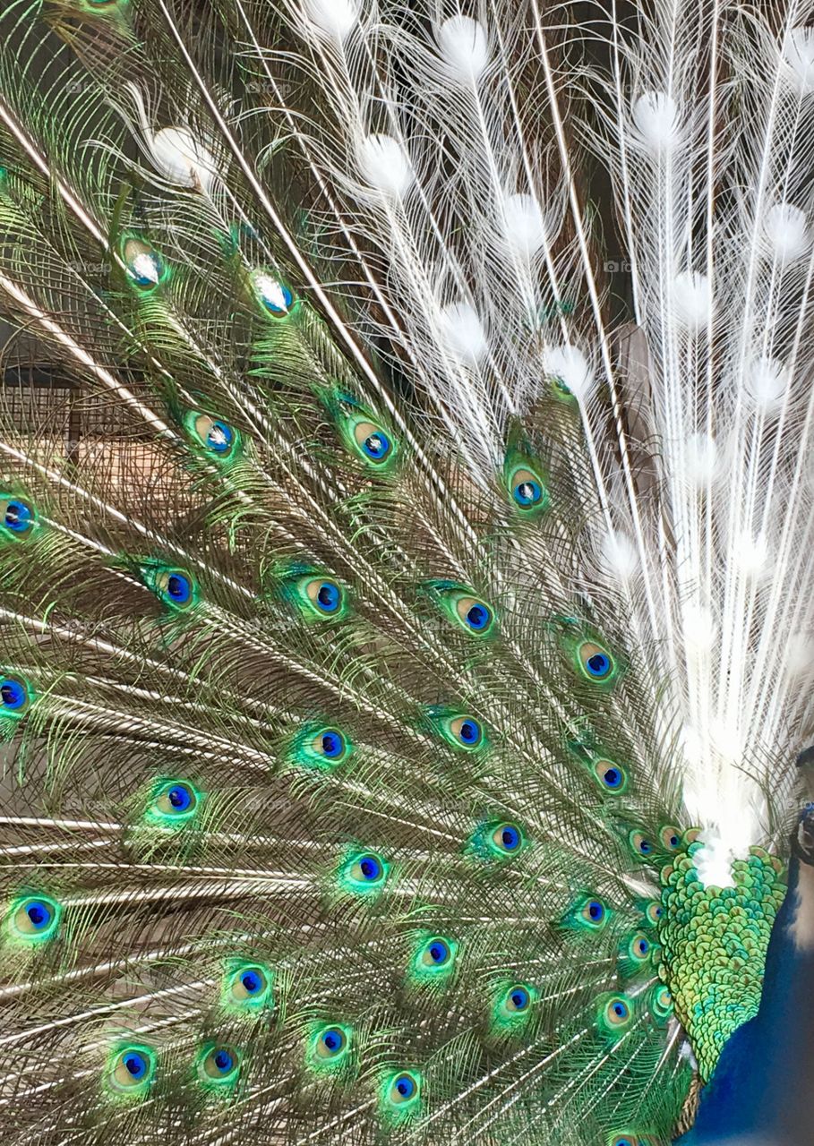 Peacock full feather spread 