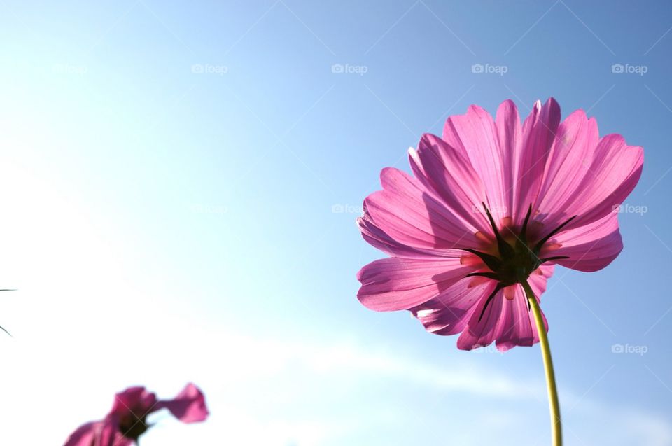 Cosmos Flower