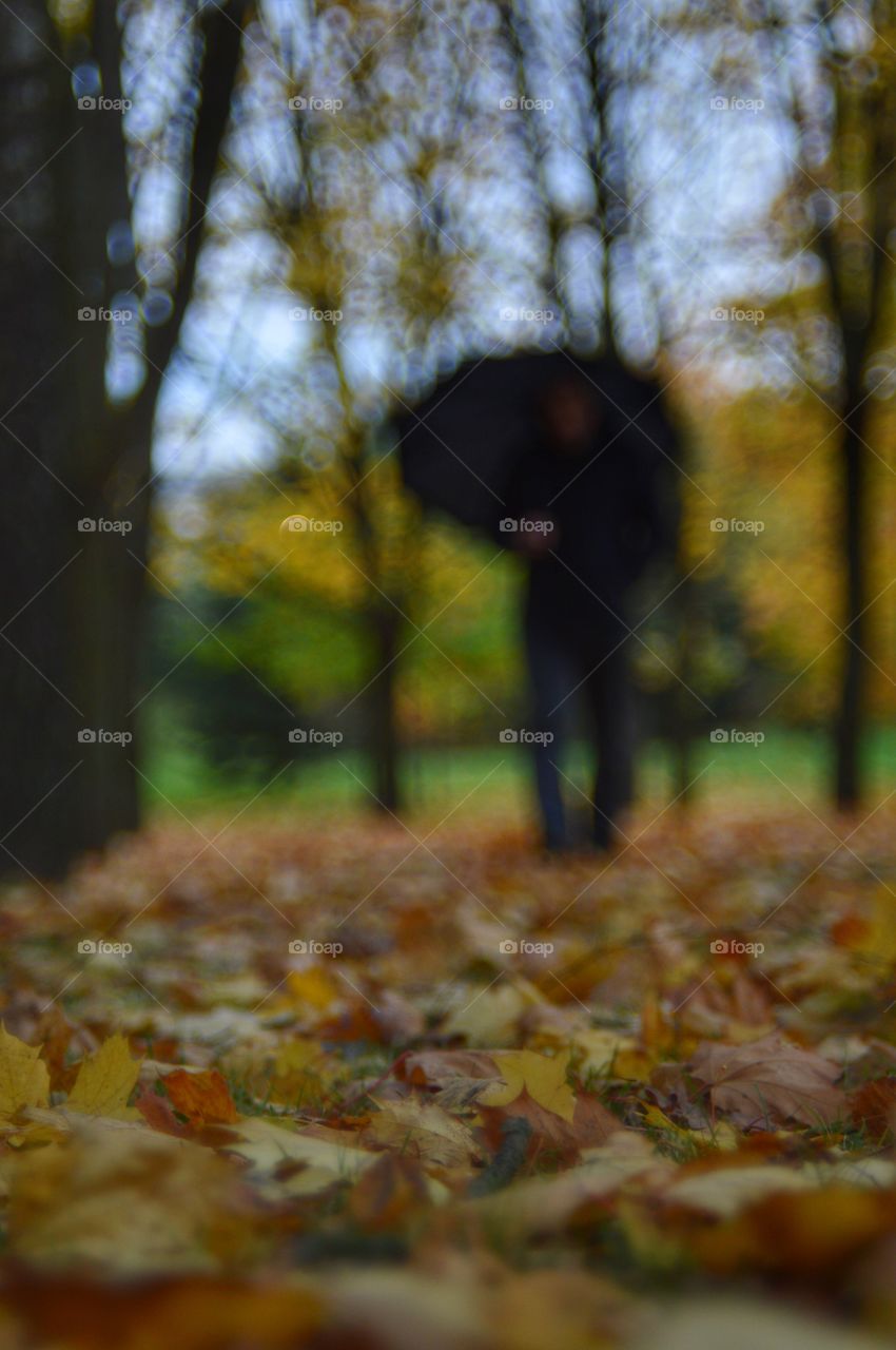 Autumn and maple leaves