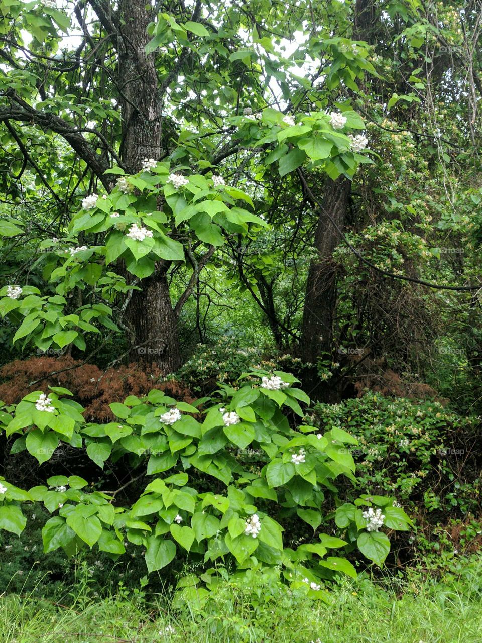 acacia