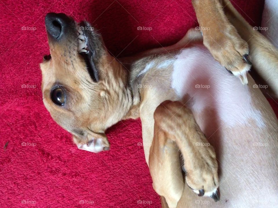 Amber the Italian greyhound puppy stretching while laid on the sofa pulling a funny smile 