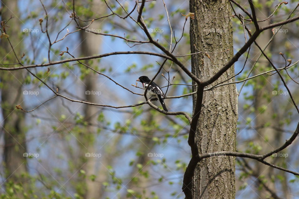 rose Breasted Grosbeak enjoying a sunny spring day in Michigan