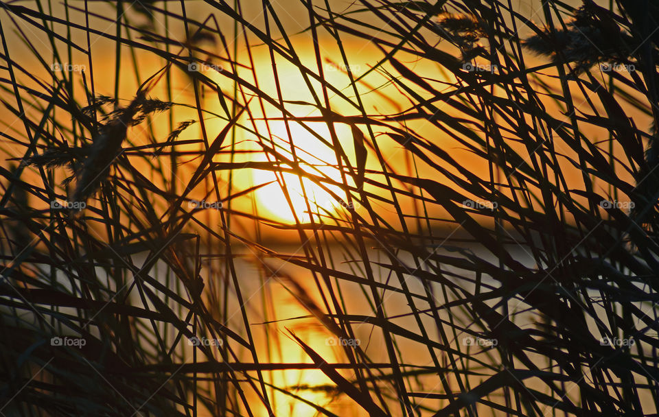 Silhouette of grass against dramatic sky