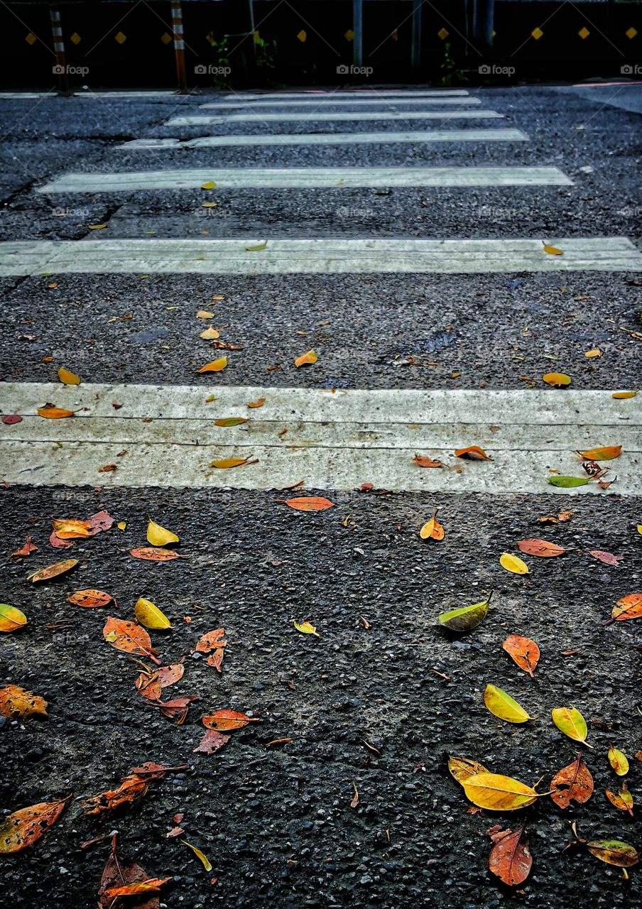 Fallen Leaves on the road, with zebra crossing