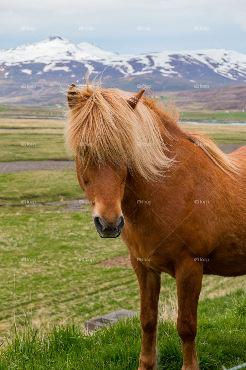 Icelandic pony 