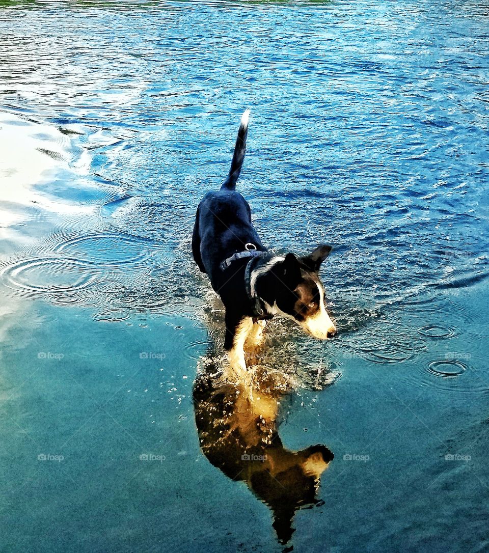 Collie dog splashing in water