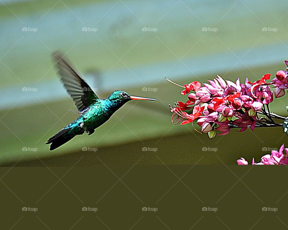 Colibri