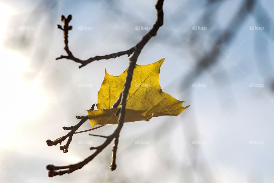 Autumn leaf