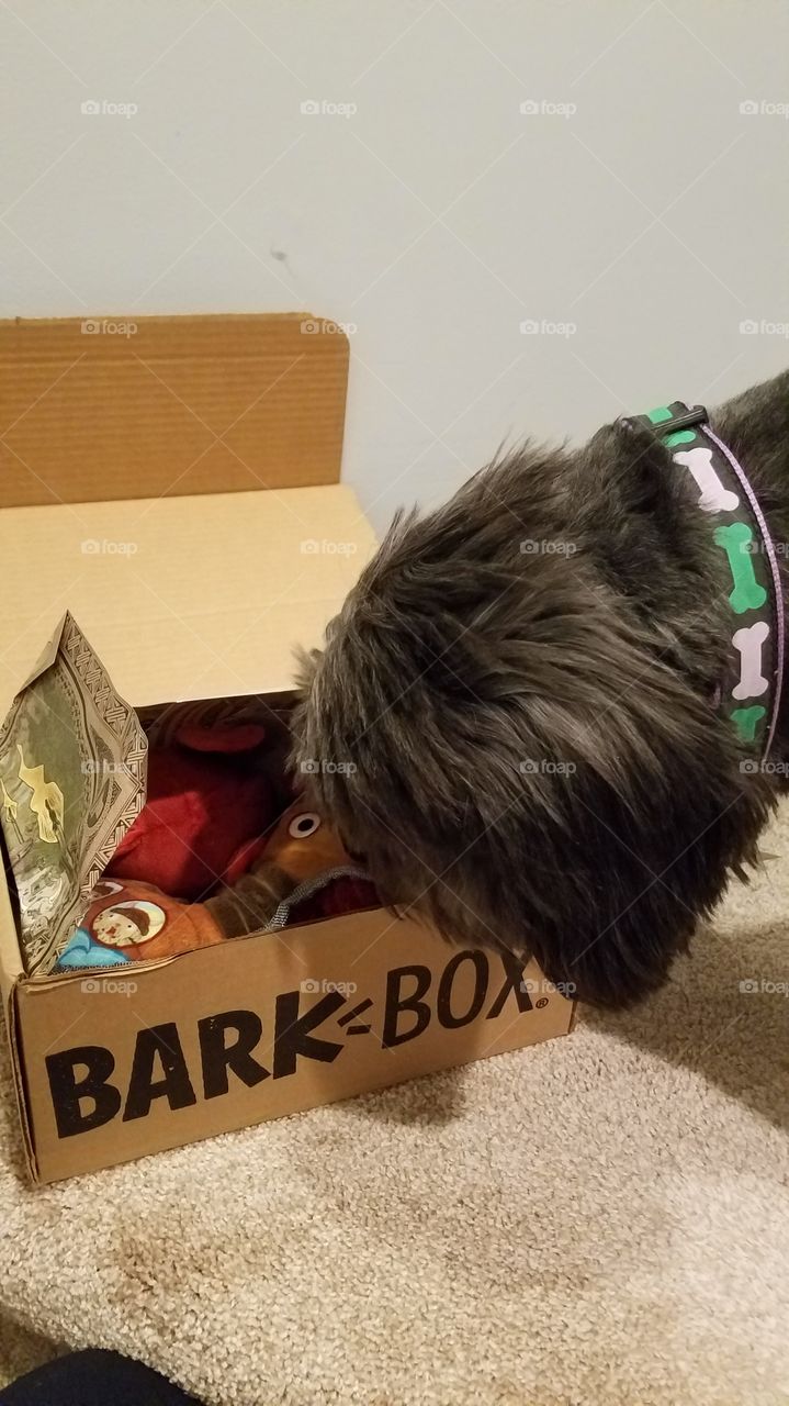 Dog opening BarkBox subscription box