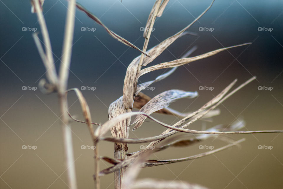 Close-up of dry plant