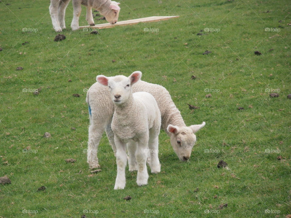 Lambs