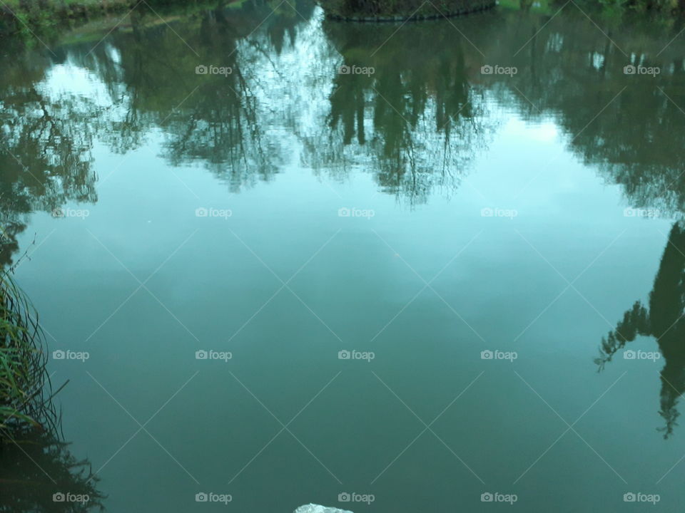 reflet d'arbres dans l'eau