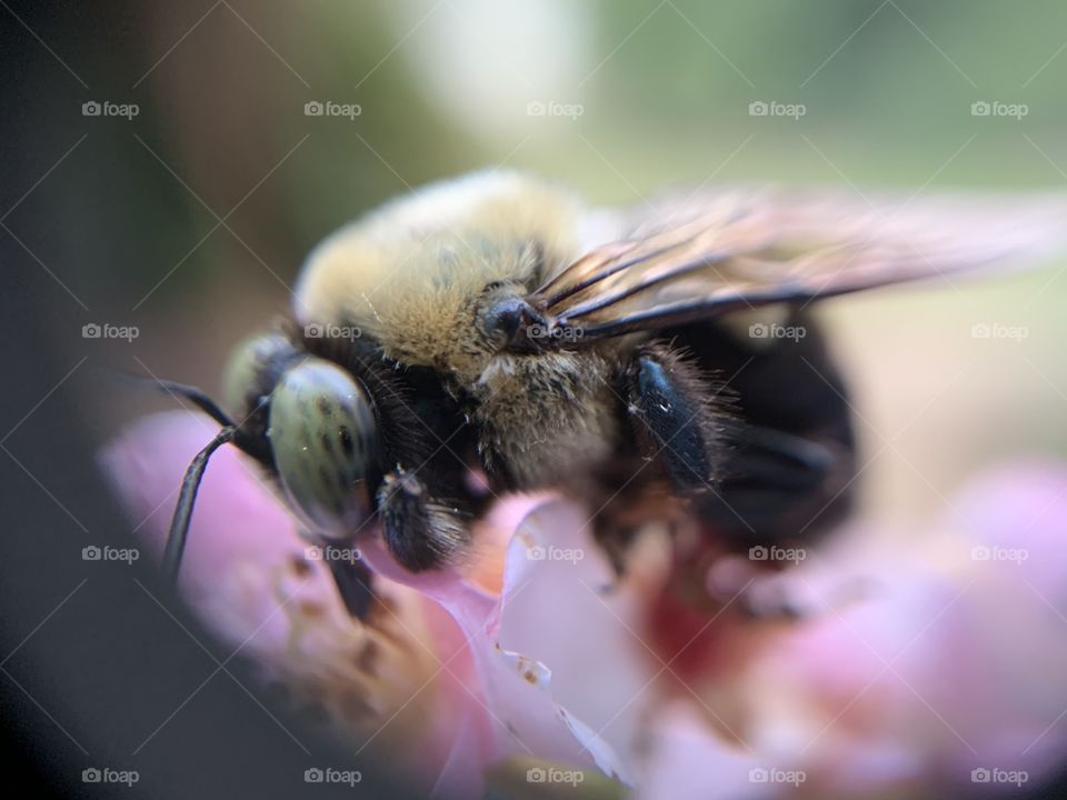 Macro shot, with iPhone of a bee extracting nectar from a flower