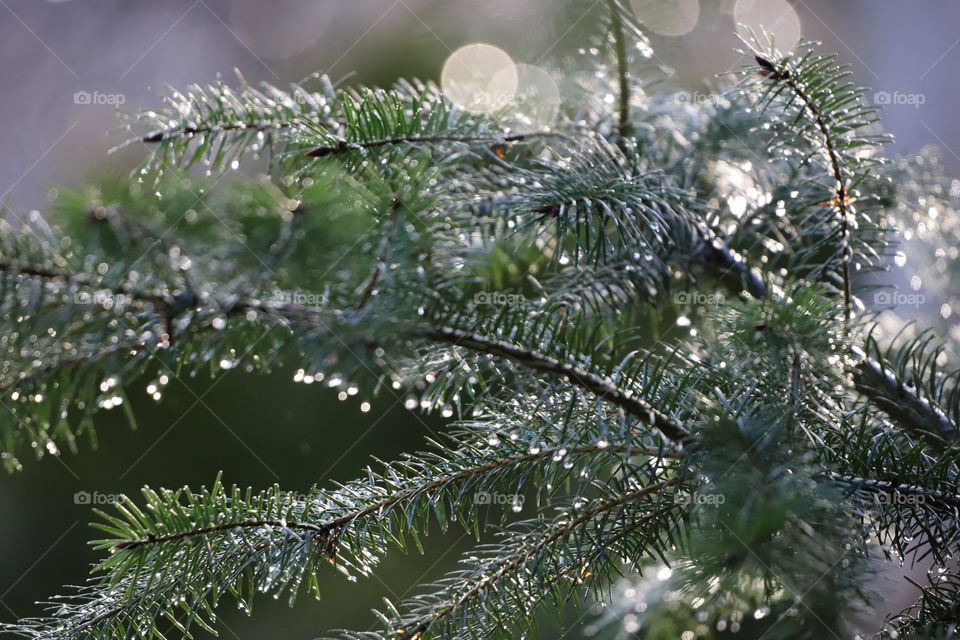 Raindrops on a pine tree 