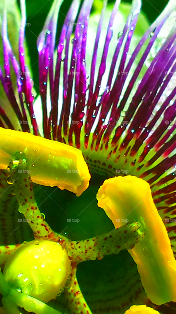 "Passion Of The Christ Flower"