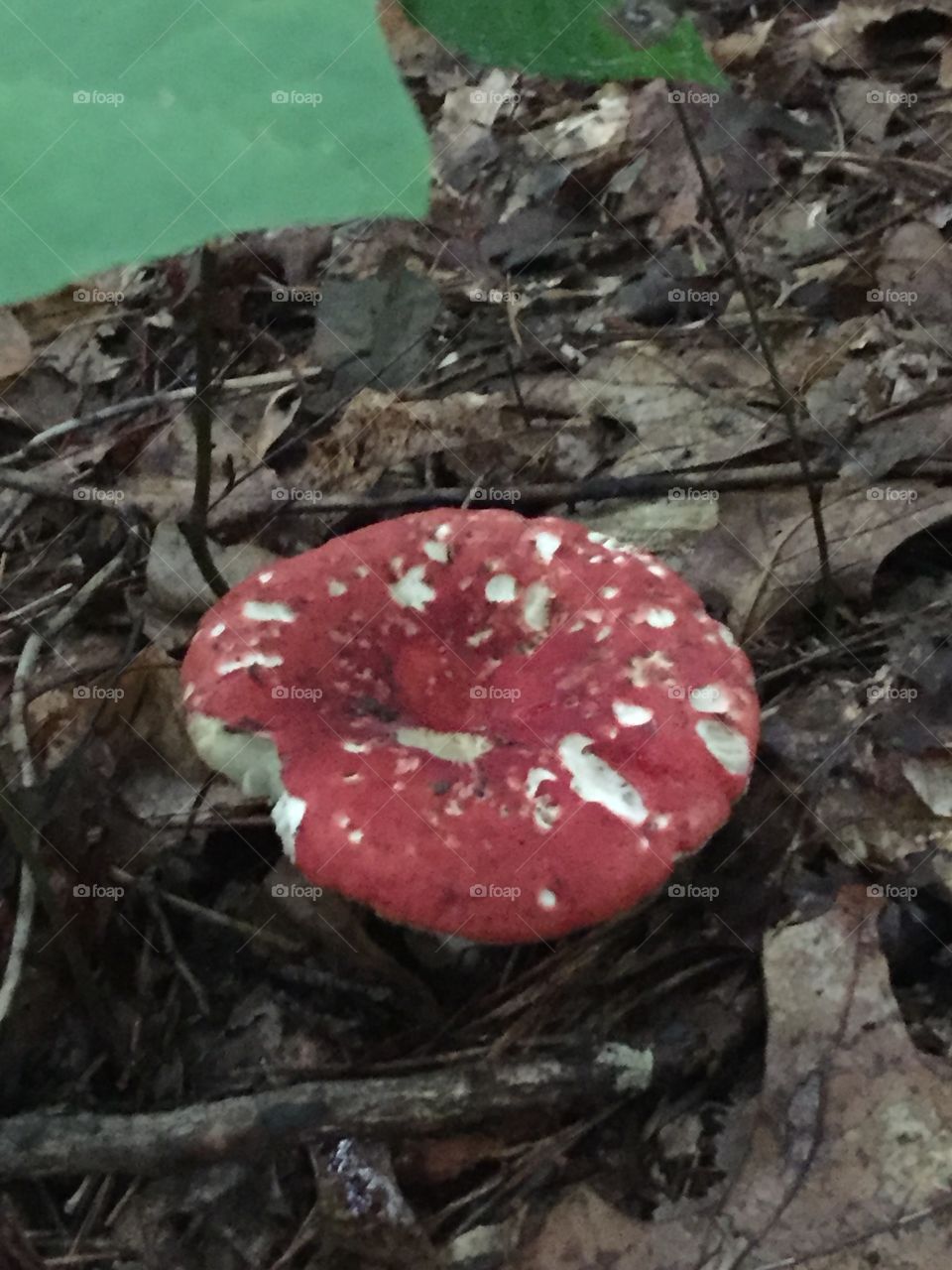 Red and white mushroom