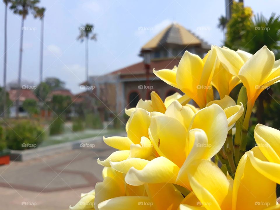 Yellow Flower at Yogyakarta