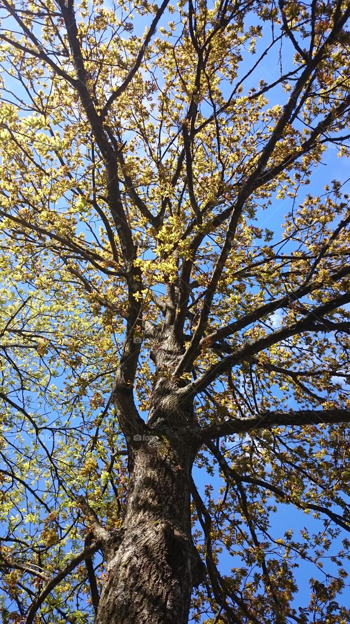 Low angle view of a tree