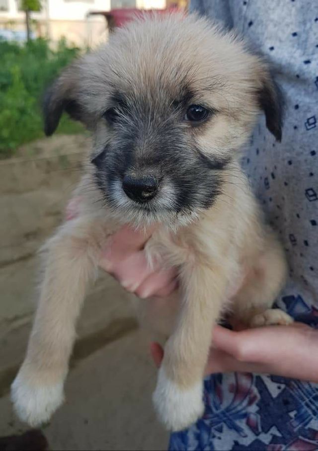 Cute puppy