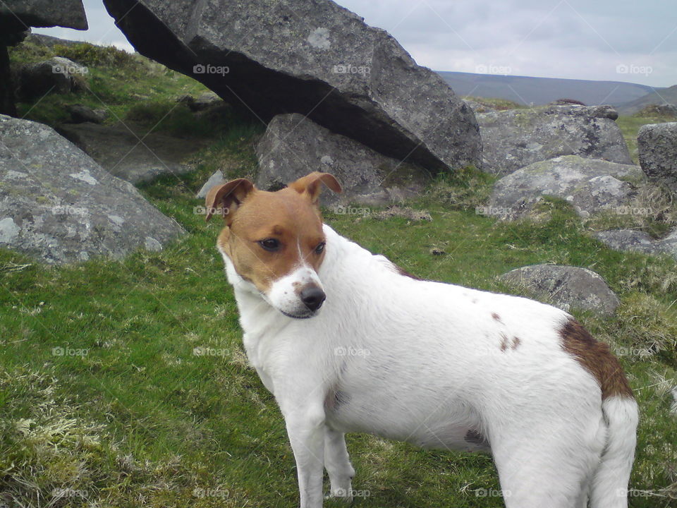 Jack Russell Terrier