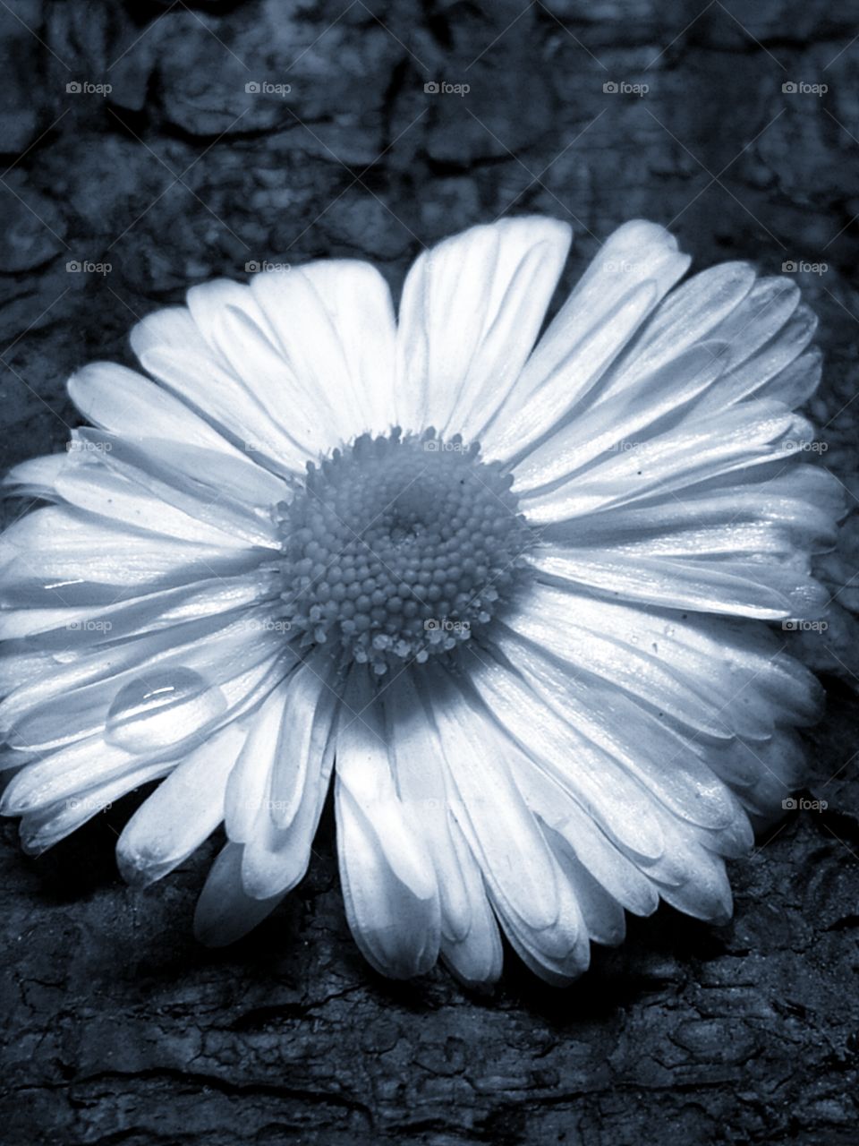 Aster flower with water droplet on petal in black and white color