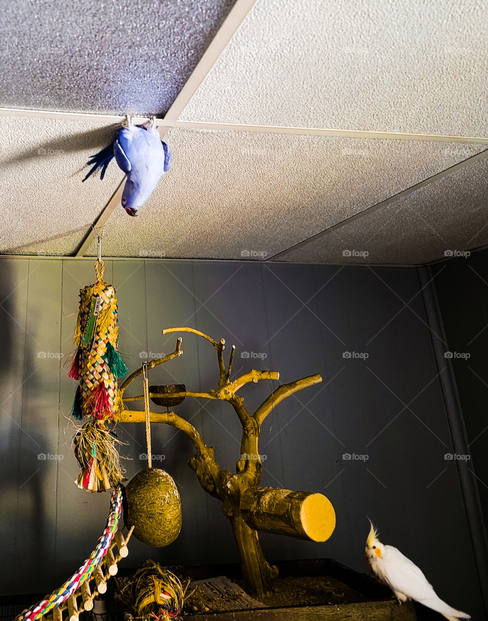 indian ringneck and cockatiel playing