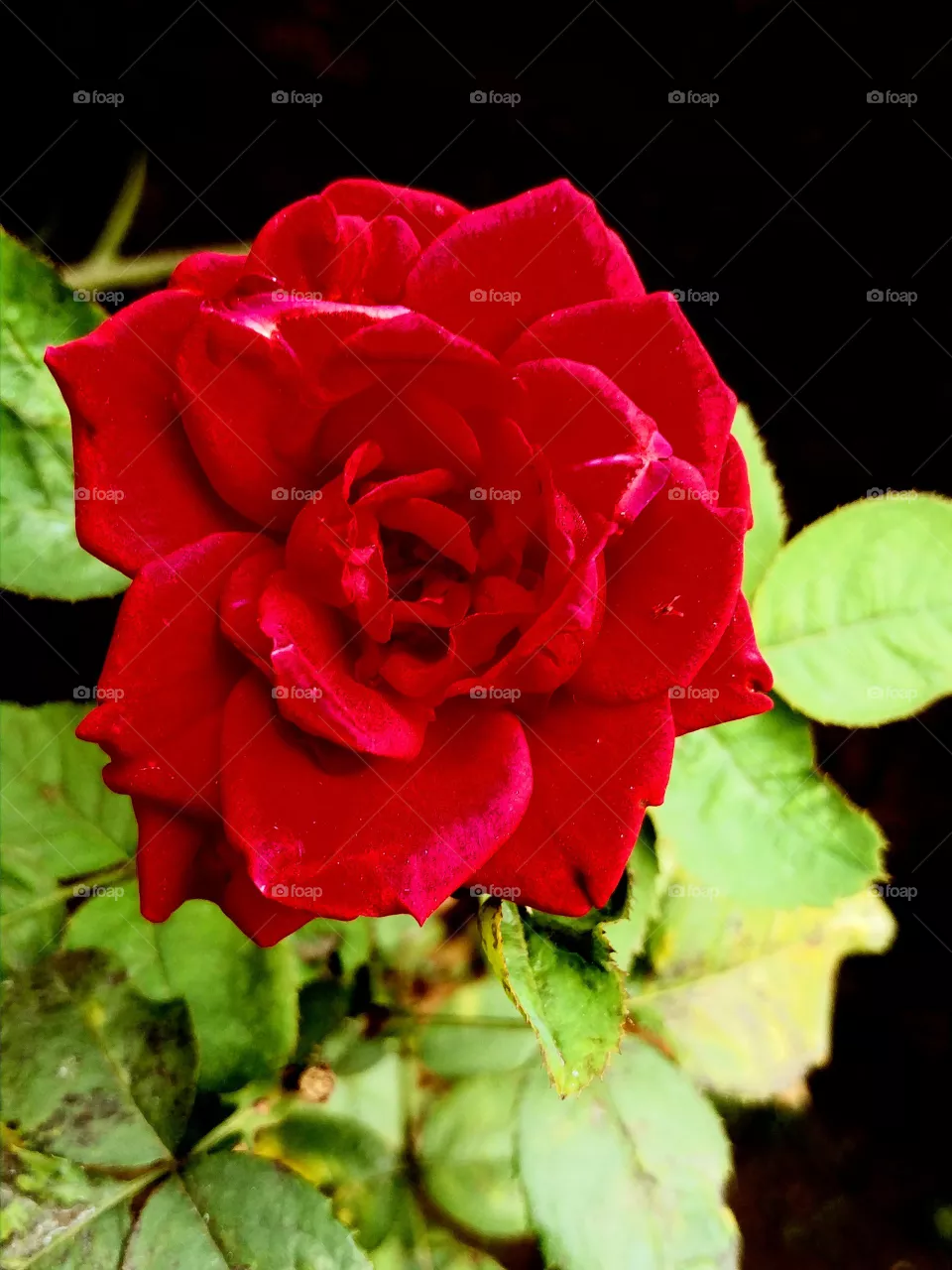 Gladiator Rose