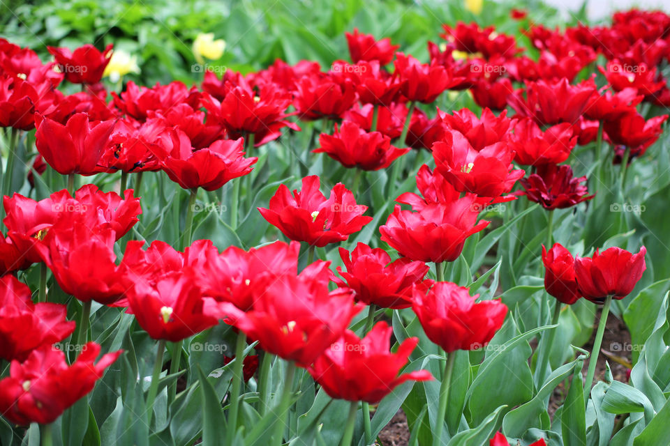 Tulips in the city park