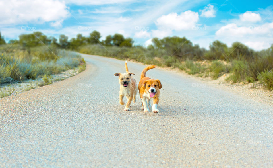 Lovely couple of puppies chasing you at a mountain road