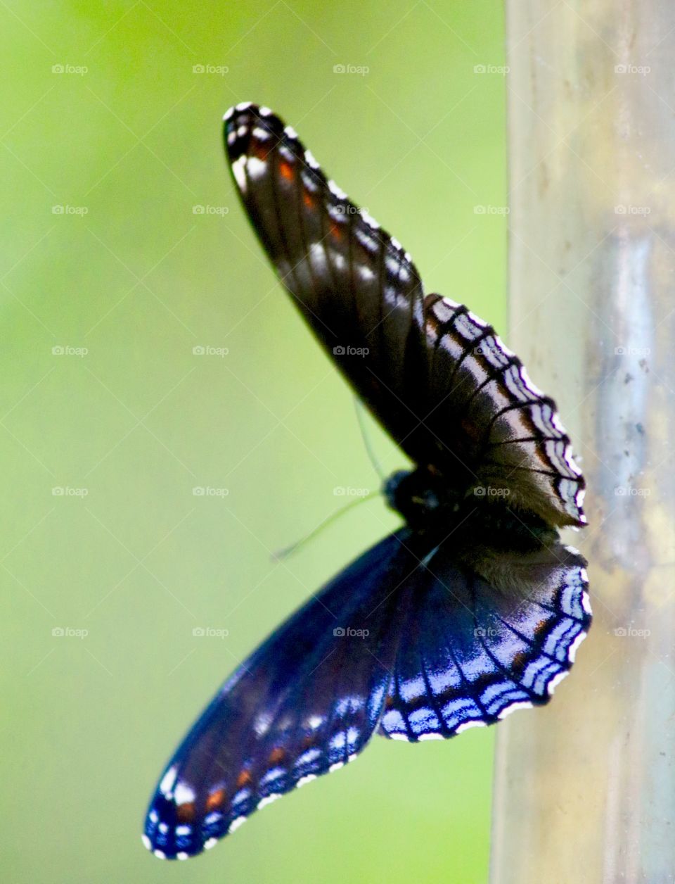 Butterfly on a Connecticut trail 