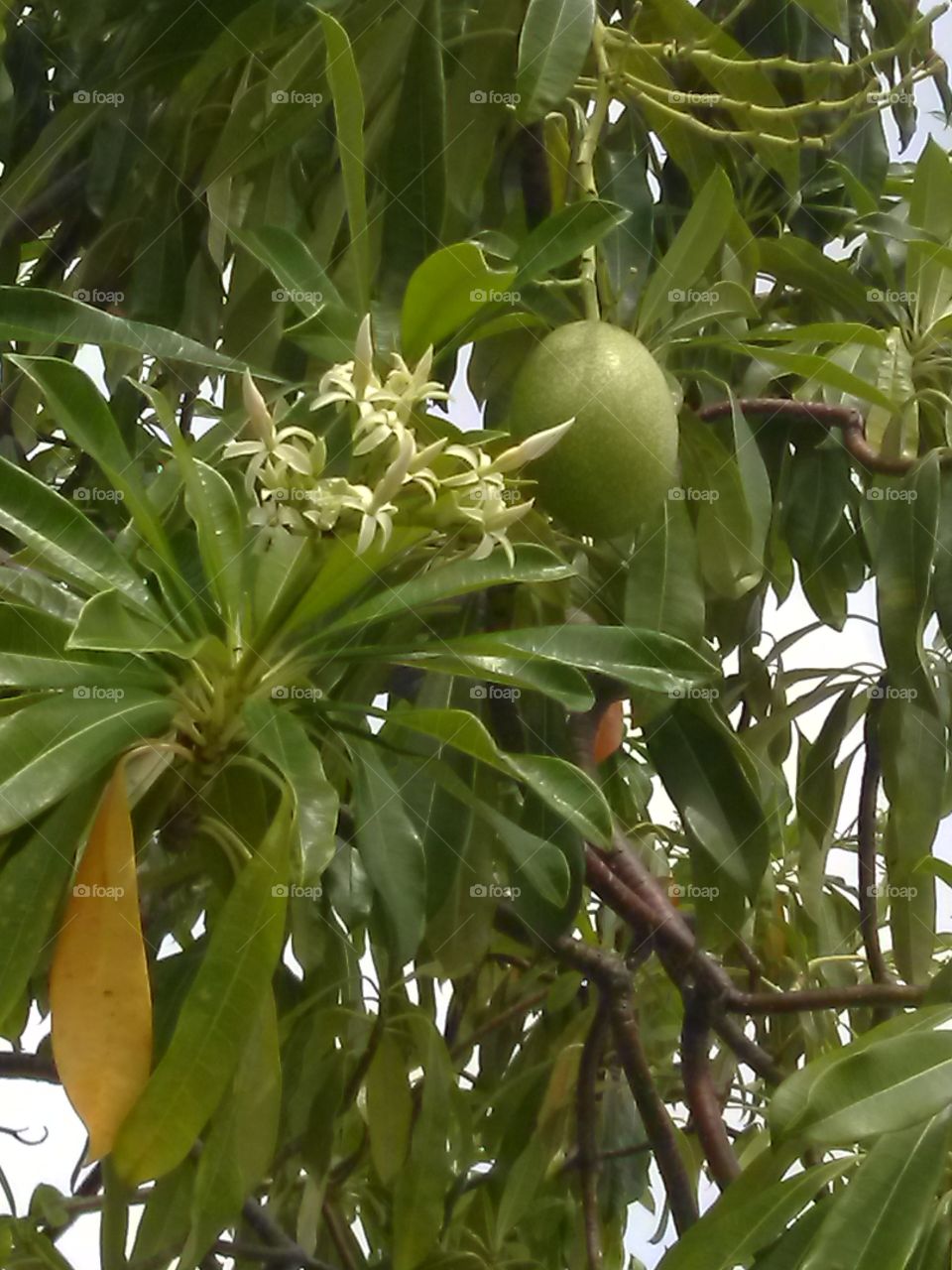 A one fruit