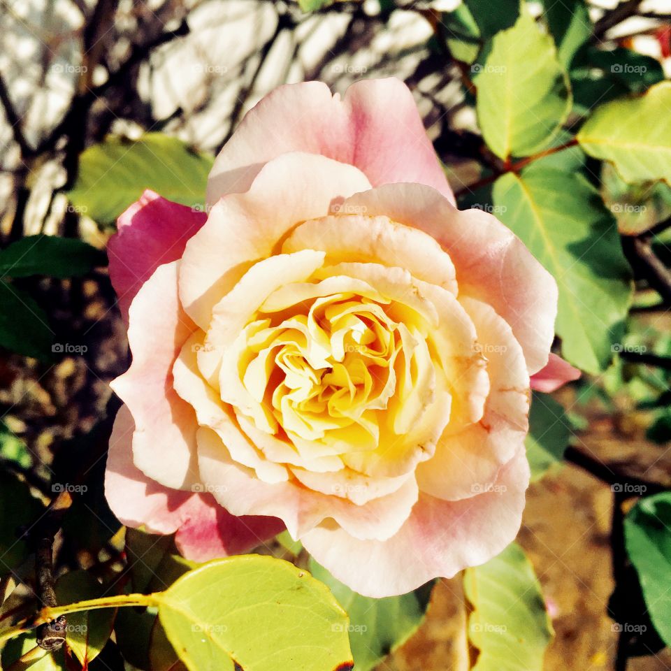 🌺Fim de #cooper!
Suado, cansado e feliz, alongando e curtindo a beleza das #rosas.
🏁
#corrida #treino #flor #flowers #flores #pétalas #pétala #jardim #jardinagem #garden #flora #run #running #alongamento