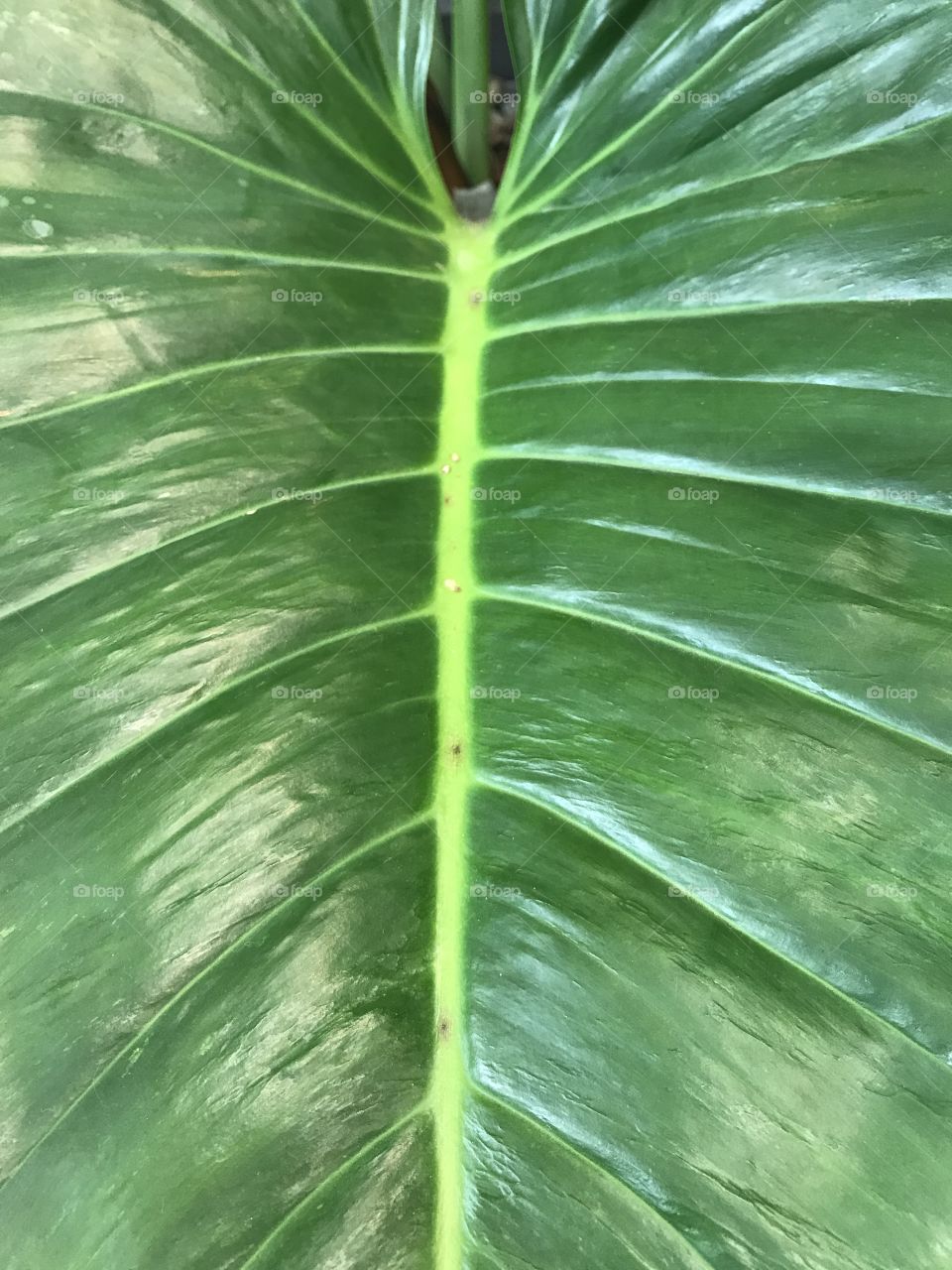 close-up shot of big green leaf vein of giant taro plant in full frame, using for background
