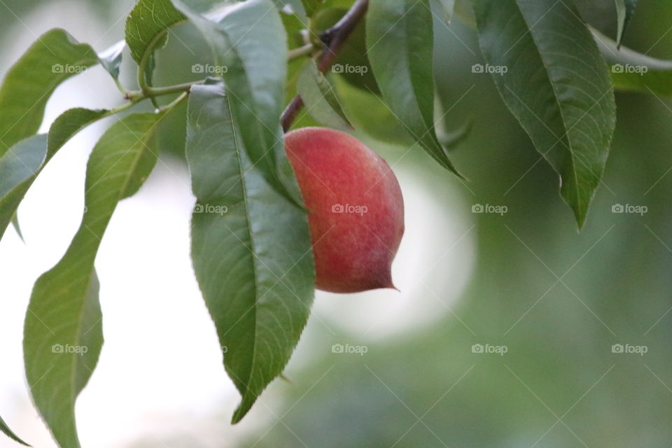 Peach on the tree 