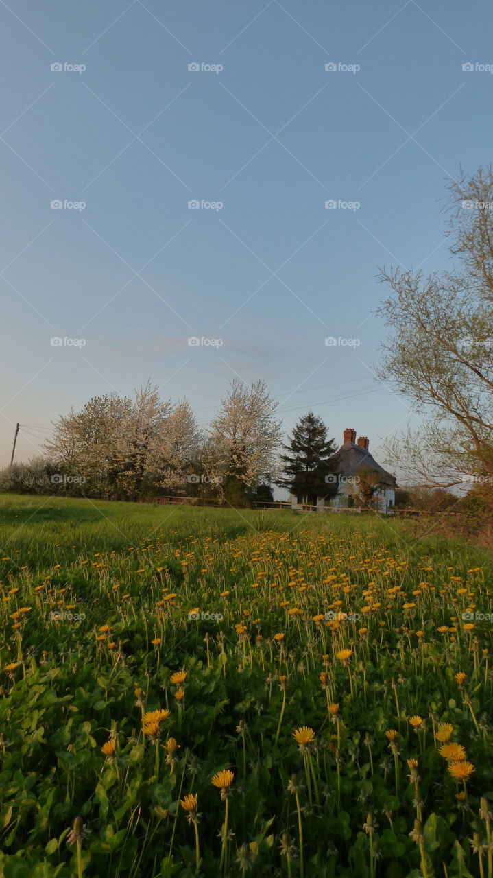 British countryside in spring and a little cottage house surrounded by blossomed trees and dandelion flowers