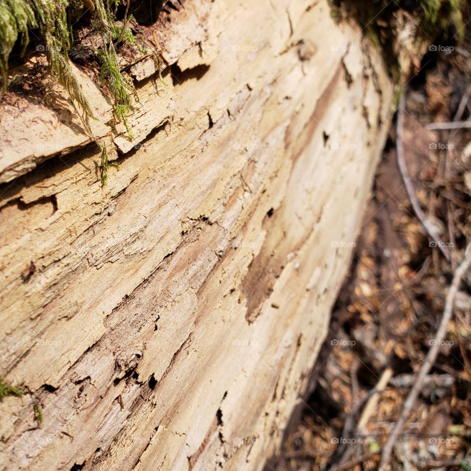 Closeup texture of bark and wood on a large tree in the forest 