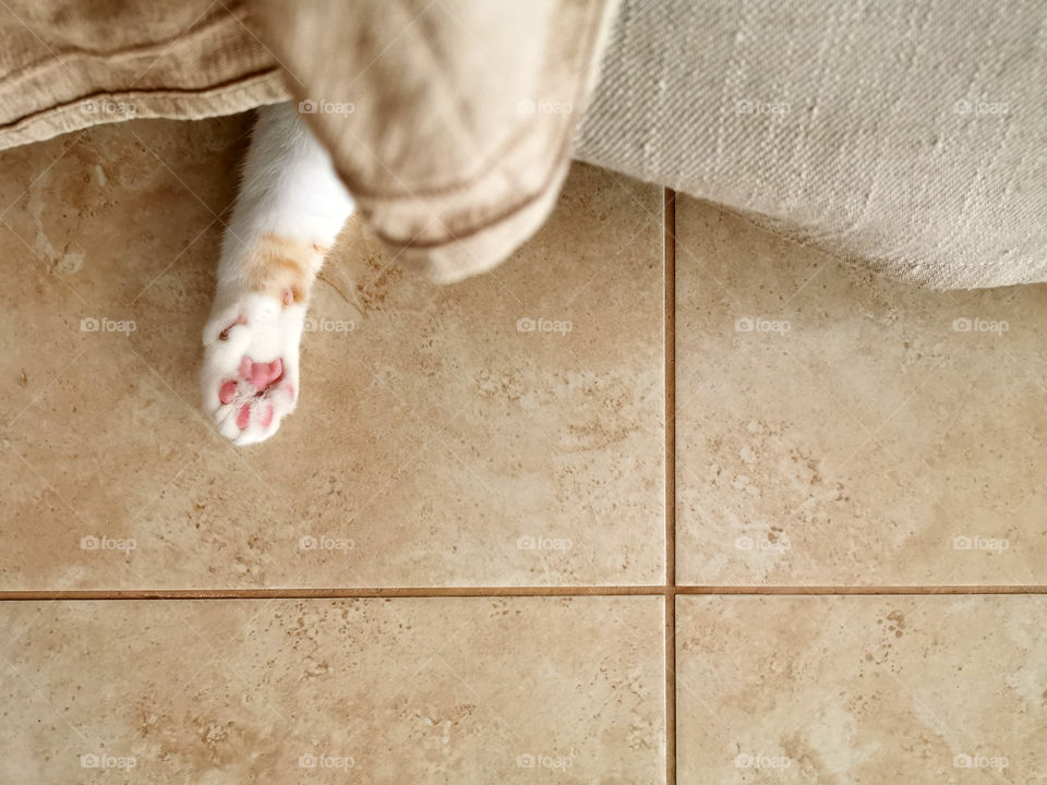Cat playing under the sofa. Cat paw under the sofa.