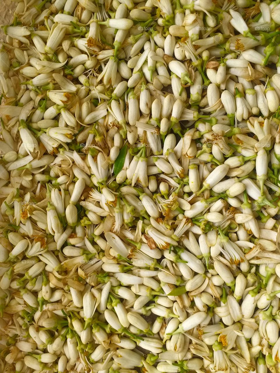 Drying Citrus Blossoms