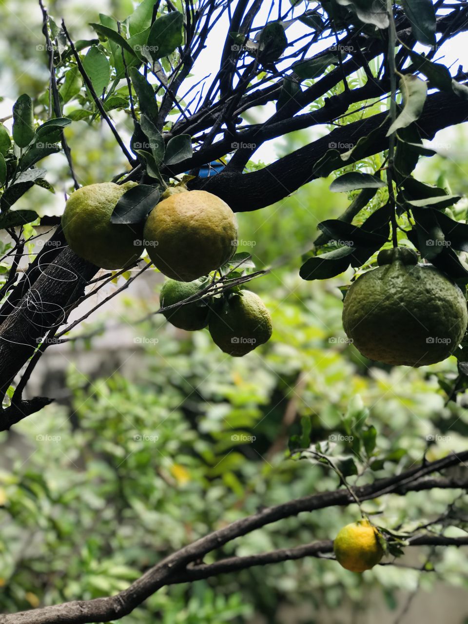 beautiful tangerines