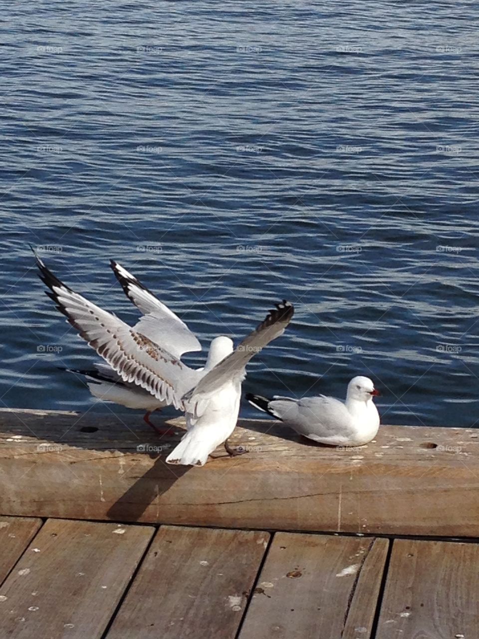 Seagulls at the Elizabeth Quay